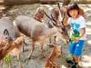 Menemukan Keajaiban Alam di Bali Zoo