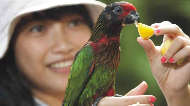 Bali Bird Park - Satu-satunya taman burung terlengkap di Bali
