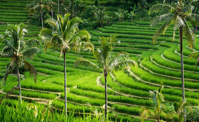 9 Top Tempat Wisata Untuk Honeymoon di Bali