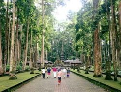 Objek Wisata Sangeh Monkey Forest Bali – Lokasi dan Harga Tiket Masuk