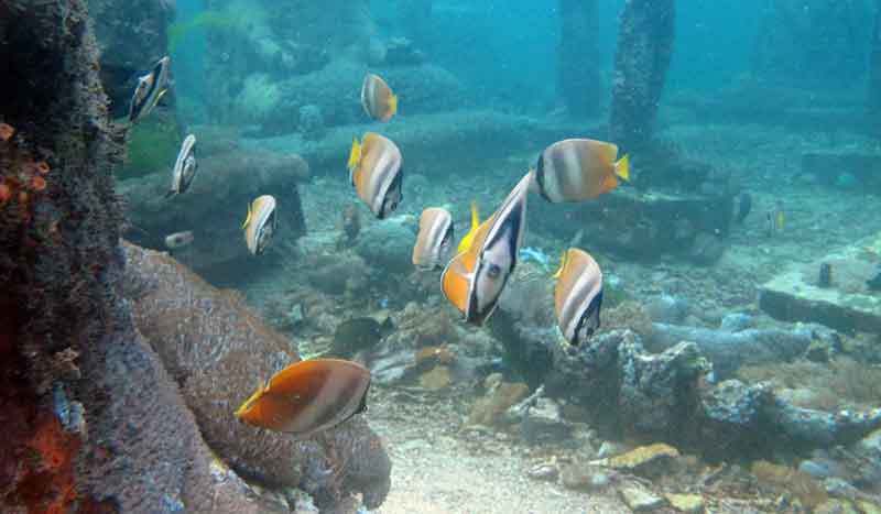 7 Tempat Snorkeling di Nusa Penida