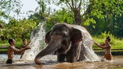 Elephant Mud di Bali Zoo