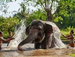 Elephant Mud di Bali Zoo; Liburan Tak Terlupakan di Bali