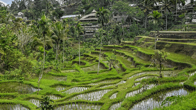 Tegallalang Rice Terrace: Lukisan Alam yang Hidup di Jantung Bali